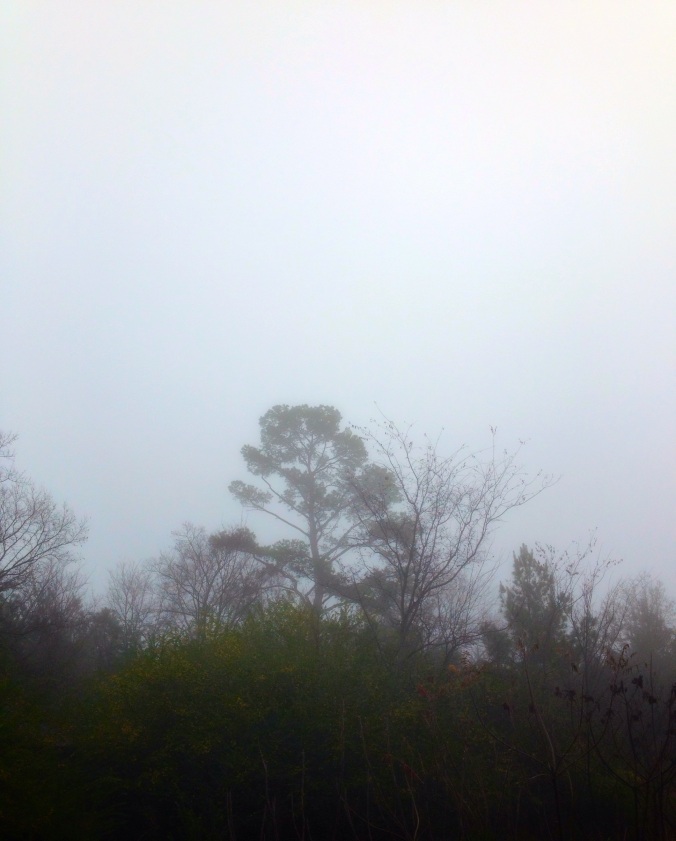 piney woods fog
